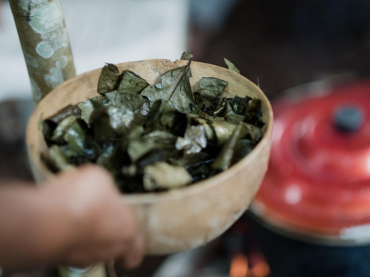 A small bowl full of leaves used for preparing Guayusa