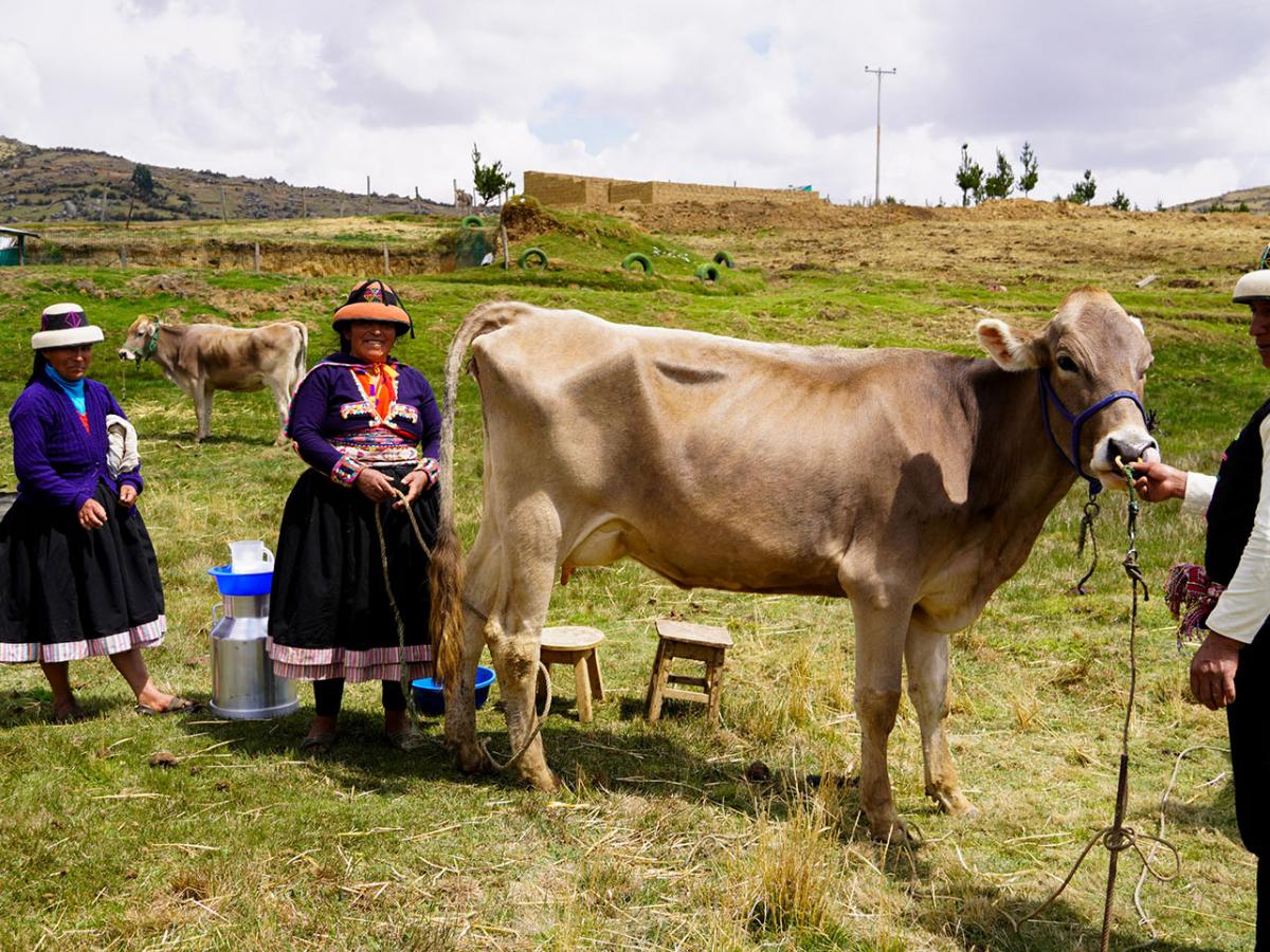 Women from Qquello smiling and preparing to milk a Brown Swiss cow