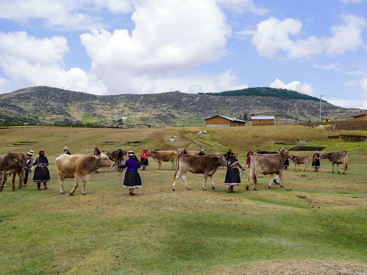 Women and men from Chillan Kayshun association walking their cows