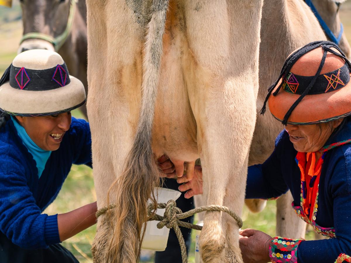 Two peasant women smiling while milking a cow