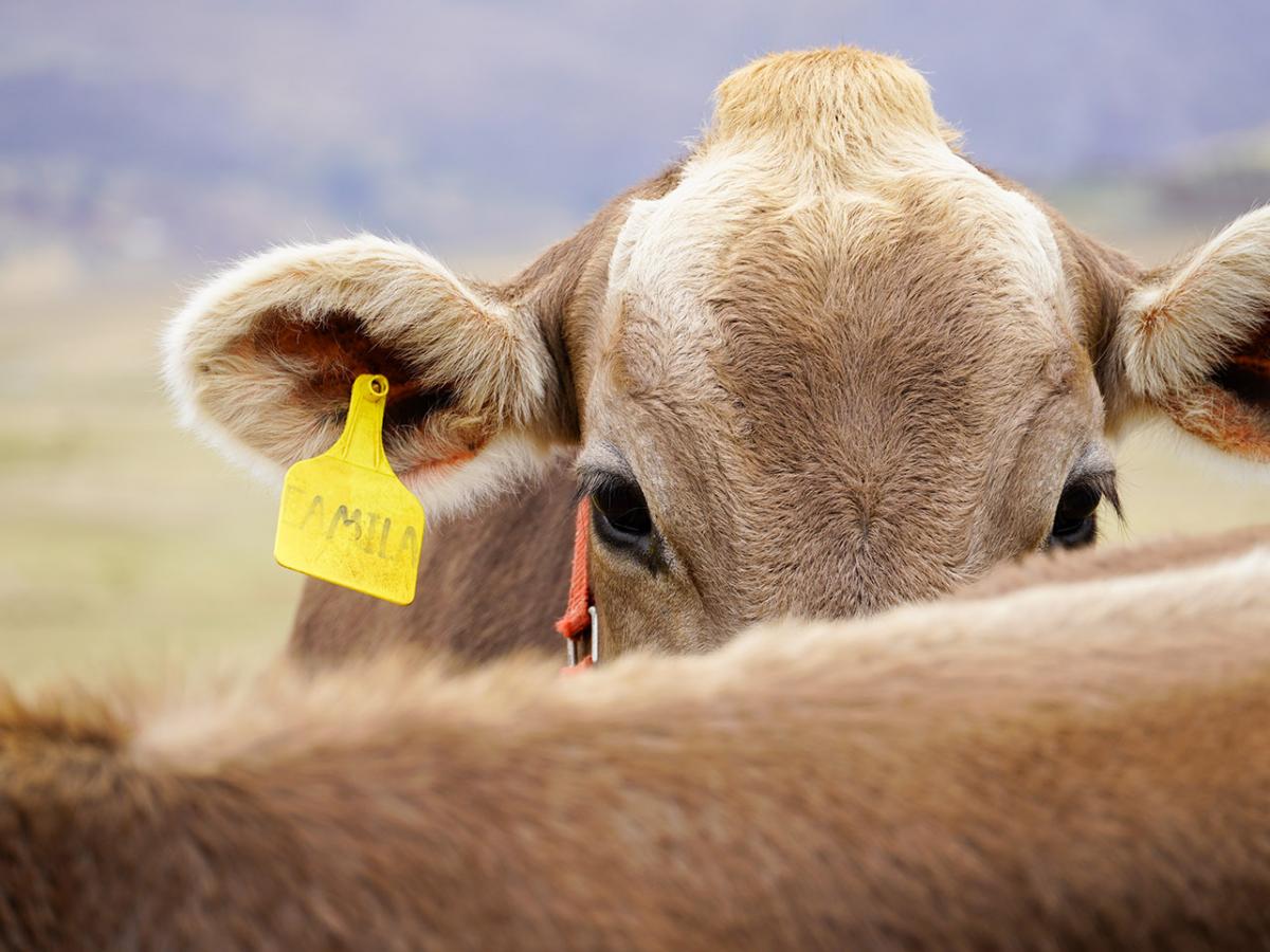 Close up of a Brown Swiss cow