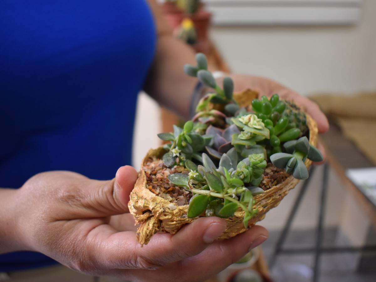 This picture shows a succulent arrangement being held by two hands. The succulents are planted in half of a dried cacao seed, which was painted in gold. 