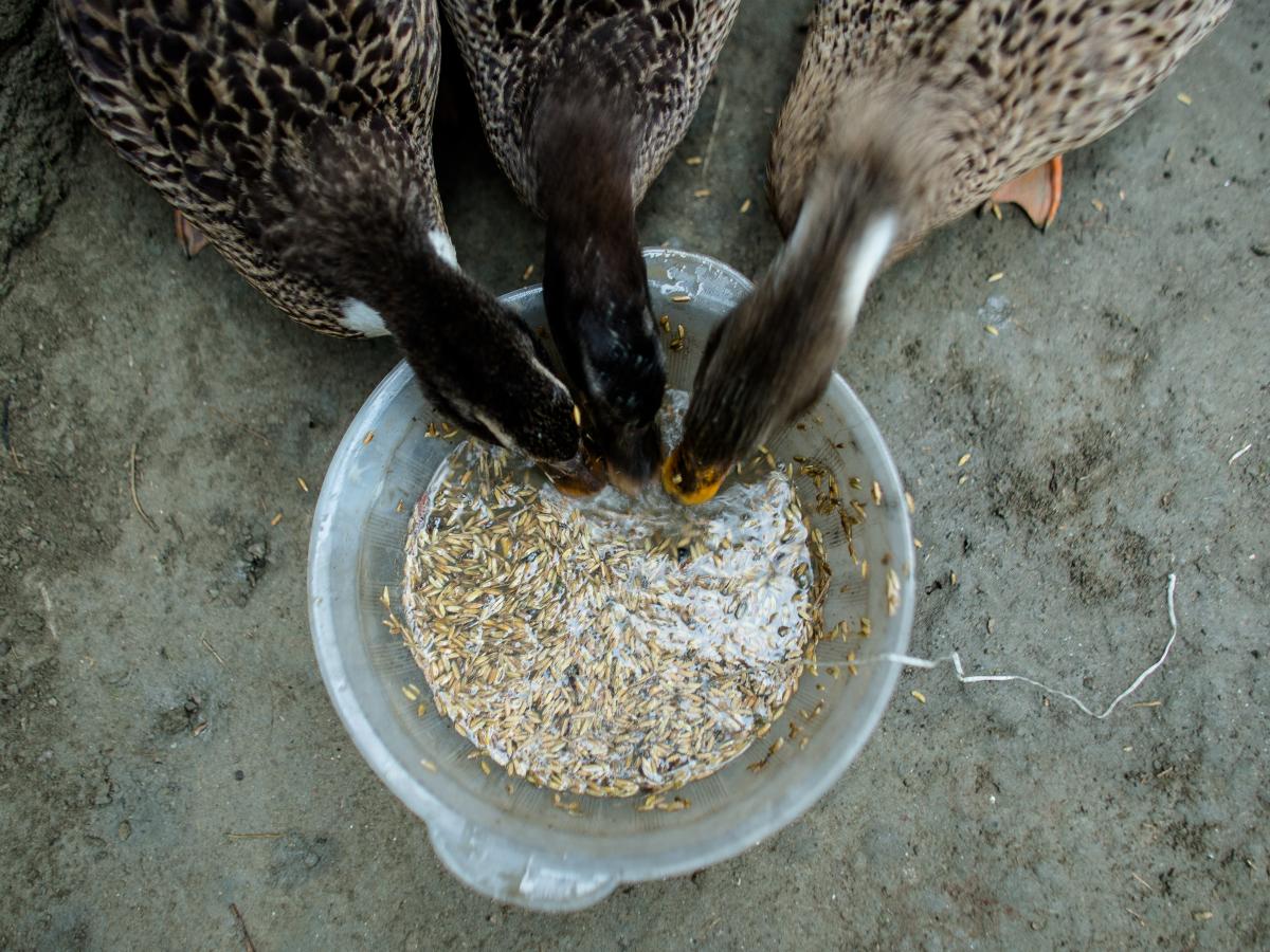 Ducks eating out of a bowl.