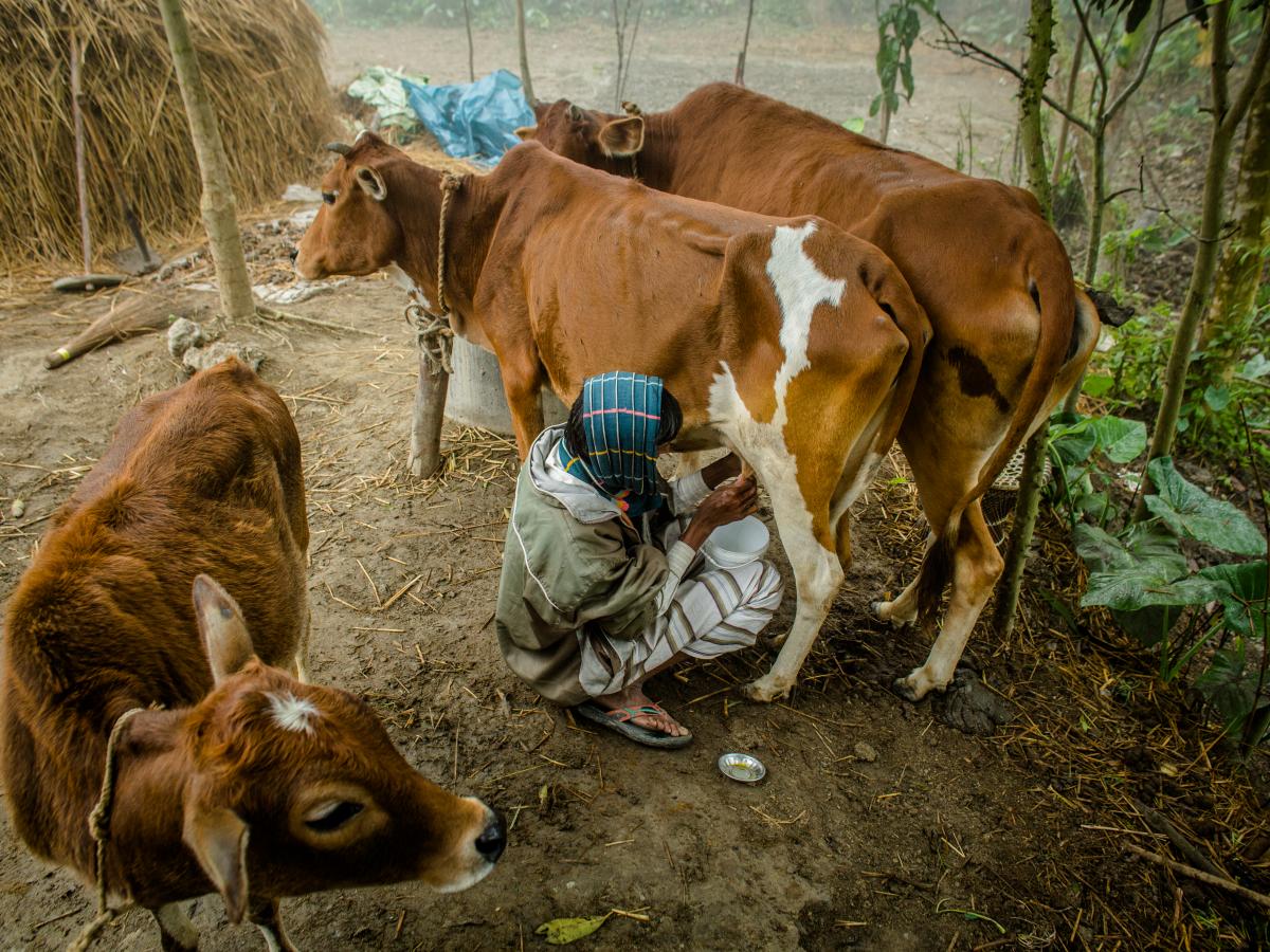 Men milking cows.