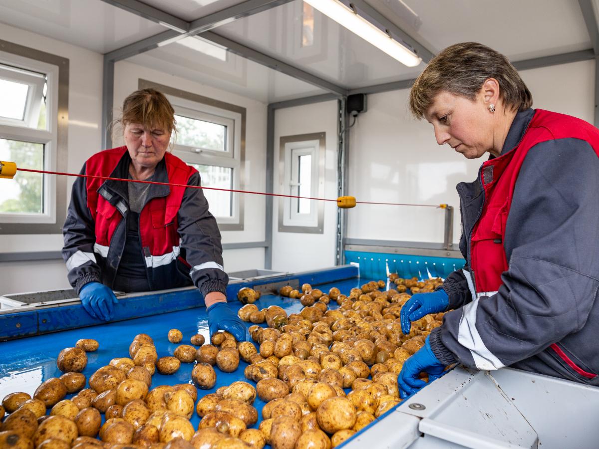 Two women wash and sort potatoes in an agricultural processing center.