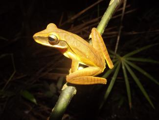 A yellow frog perches on a branch