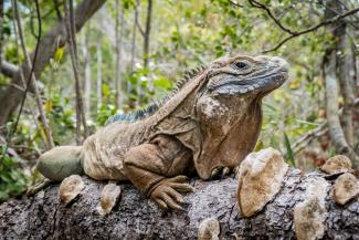 An iguana sits on a log.