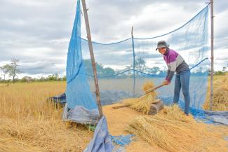 A woman harvests rice.
