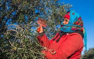 Woman harvests olives in El Fahs, Tunisia.
