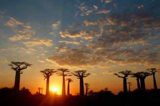 L’espèce de baobab la plus emblématique de Madagascar, Adansonia grandidieri Baillon, est un trésor économique et un symbole culturel pour la nation