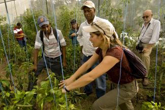 A F2F volunteer provides technical assistance to greenhouse growers in the Dominican Republic.