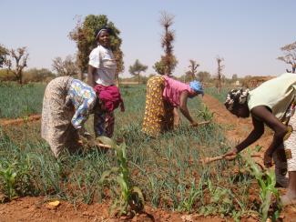 Market gardening site of a women's group in Burkina Faso.