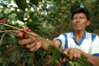 Peruvian farmer holding coffee bean