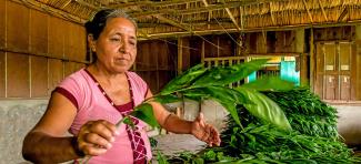 A woman examines harvested tender plant branches