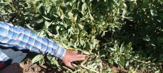 USAID agriculture expert shows severely damaged crops from April’s hail storm in northeast Syria. 