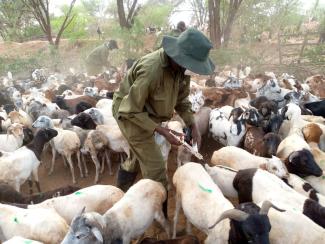 Vaccination of goats taking place.