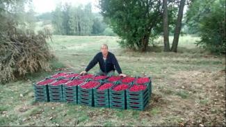 Raspberry Farming Builds Wealth for Family