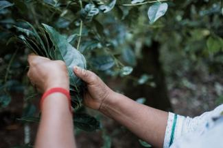 Hands of a woman holding a bunch of leaves used to prepare guayusa