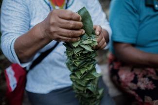 Hands of an indigenous woman piling a bunch of leaves