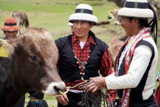 Julian and other Qquello farmers with a cow