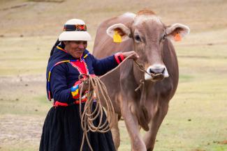 Woman from Qquello walking with a Brown Swiss cow