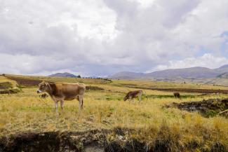 Some Brown Swiss cows on a field surrounded by the Andean mountains