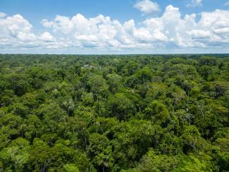 Panoramic view of the Amazon rainforest
