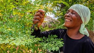 A smiling woman tends to her moringa trees in Malawi