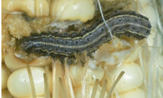 Worms in Crop Yield