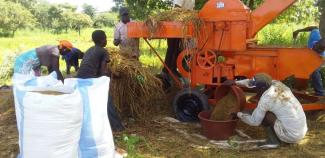 Group of farmers processing millet in a field