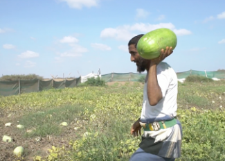 Climate-smart technologies mean more productive, profitable, and sustainable livelihoods for Yemeni farmers like Sami Saleh Mahdi. 