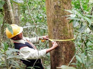 Community foresters measure the diameter of a tree to calculate the amount of carbon it stores. USAID offers training in forest management across Asia and the Pacific.