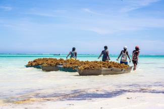 Seaweed farmers in Southwestern Madagascar