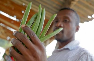 A man holds freshly-harvested green vanilla beans
