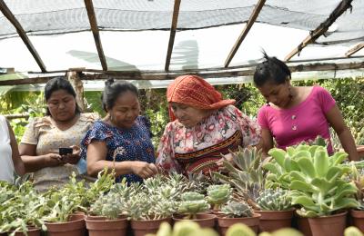 Four indigenous women look over a table of succulents in a greenhouse.