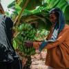 Ms. Ahmad is growing a more profitable crop—bananas—instead of watermelons and almonds. 
