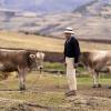 A peasant man standing next to his cows in an Andean community