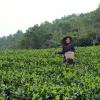 Ms. Trang inspecting tea field.
