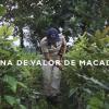 Communities Leading Their Development - Macadamia Value Chain