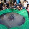 Giant Freshwater Stingray Recognized by Guinness World Record as World’s Largest Freshwater Fish