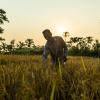 Taroni Kanta Shikari harvests rice