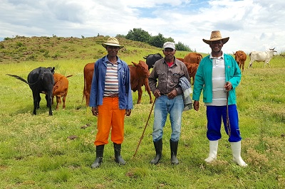 A group of men with cattle